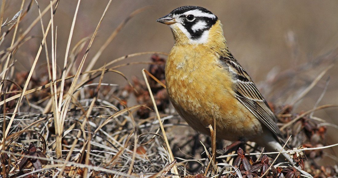 These birds take care of the young indiscriminately. They don't care if they are yours or not.