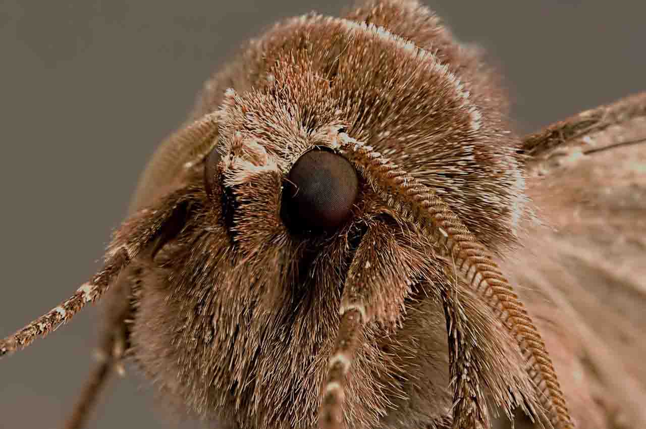 Tarantula with wings