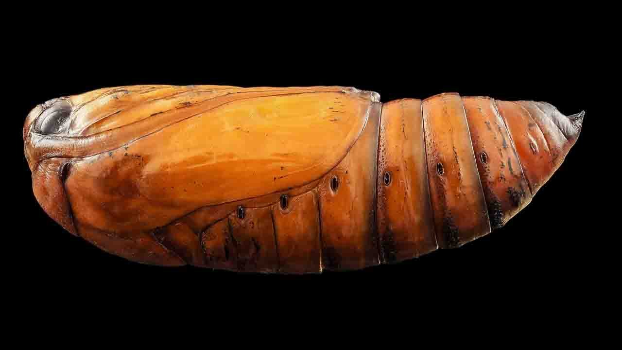 Moth larva