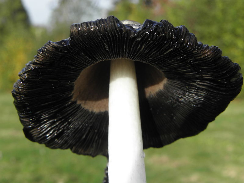 The mushroom that the Nazis used for espionage was used much more profitably in the Middle Ages.
