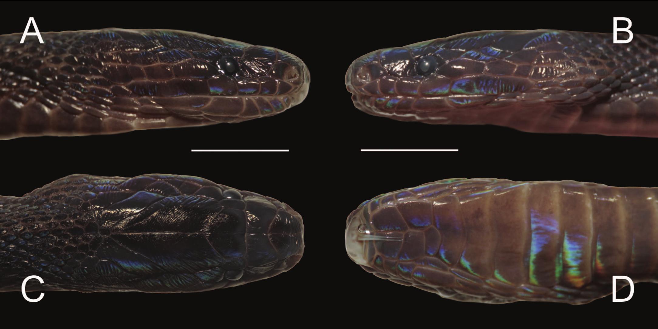 The glowing-skinned snake has never been seen