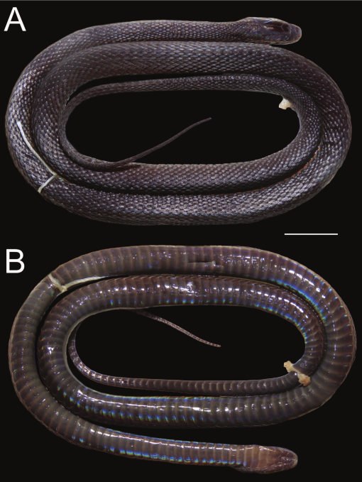 Apparently the snake only moves underground.