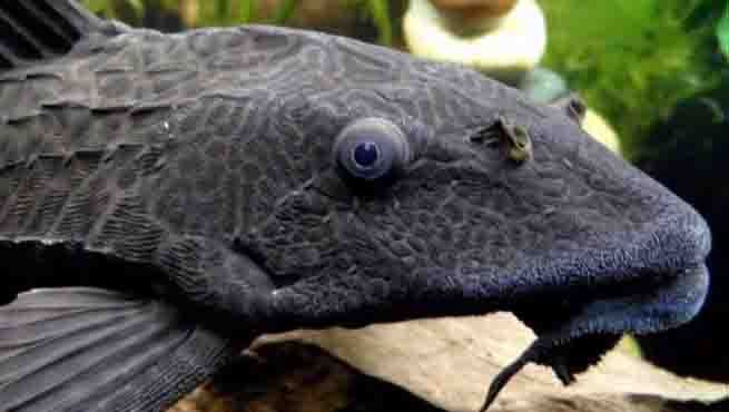 The devil fish is a difficult predator to control