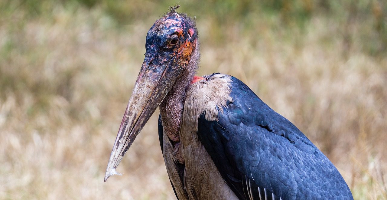 Marabou argala