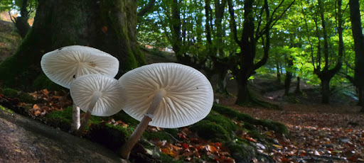 The relationship of plants and fungi is key in this process.
