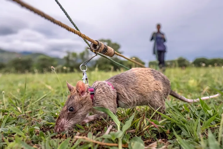 They are also experts in detection of antipersonnel mines.