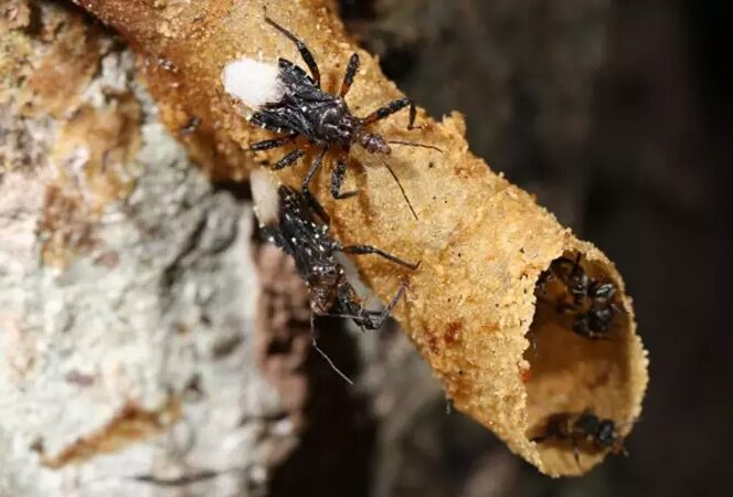 Insects that use tools