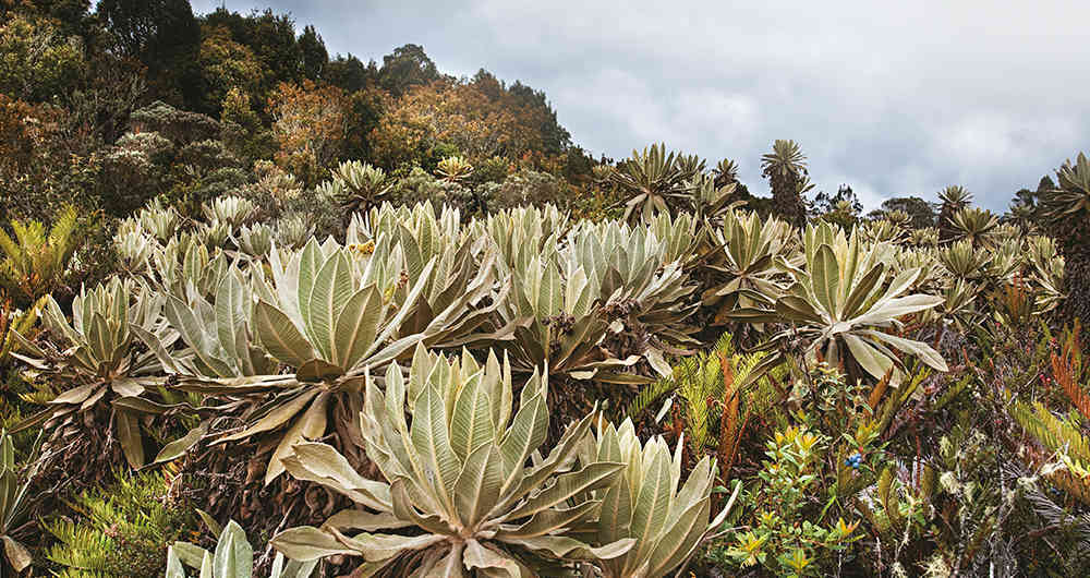 The true origin of flowers is still unknown.