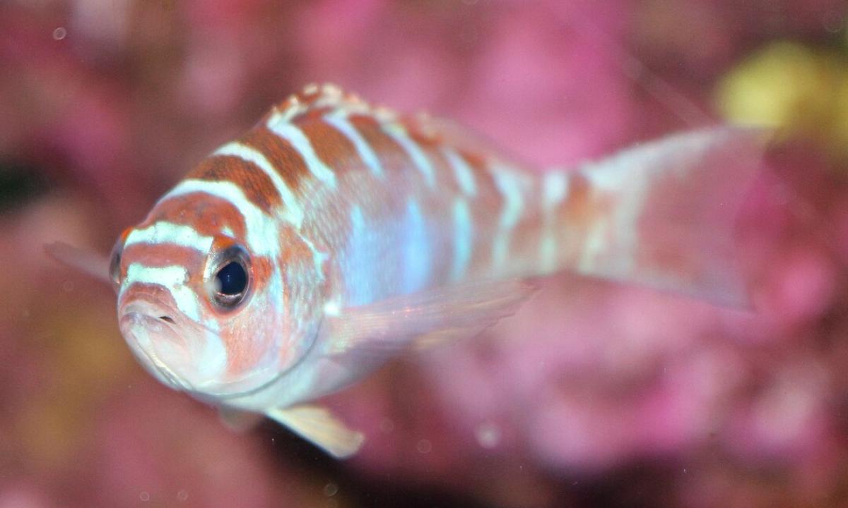 Other fish also change sex.