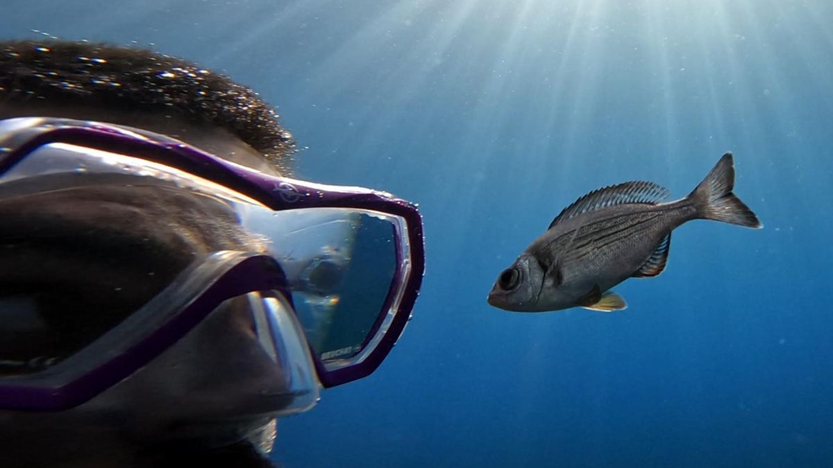 Fish recognize divers