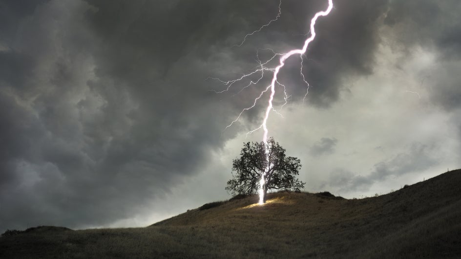 Rays destroy millions of trees every year.