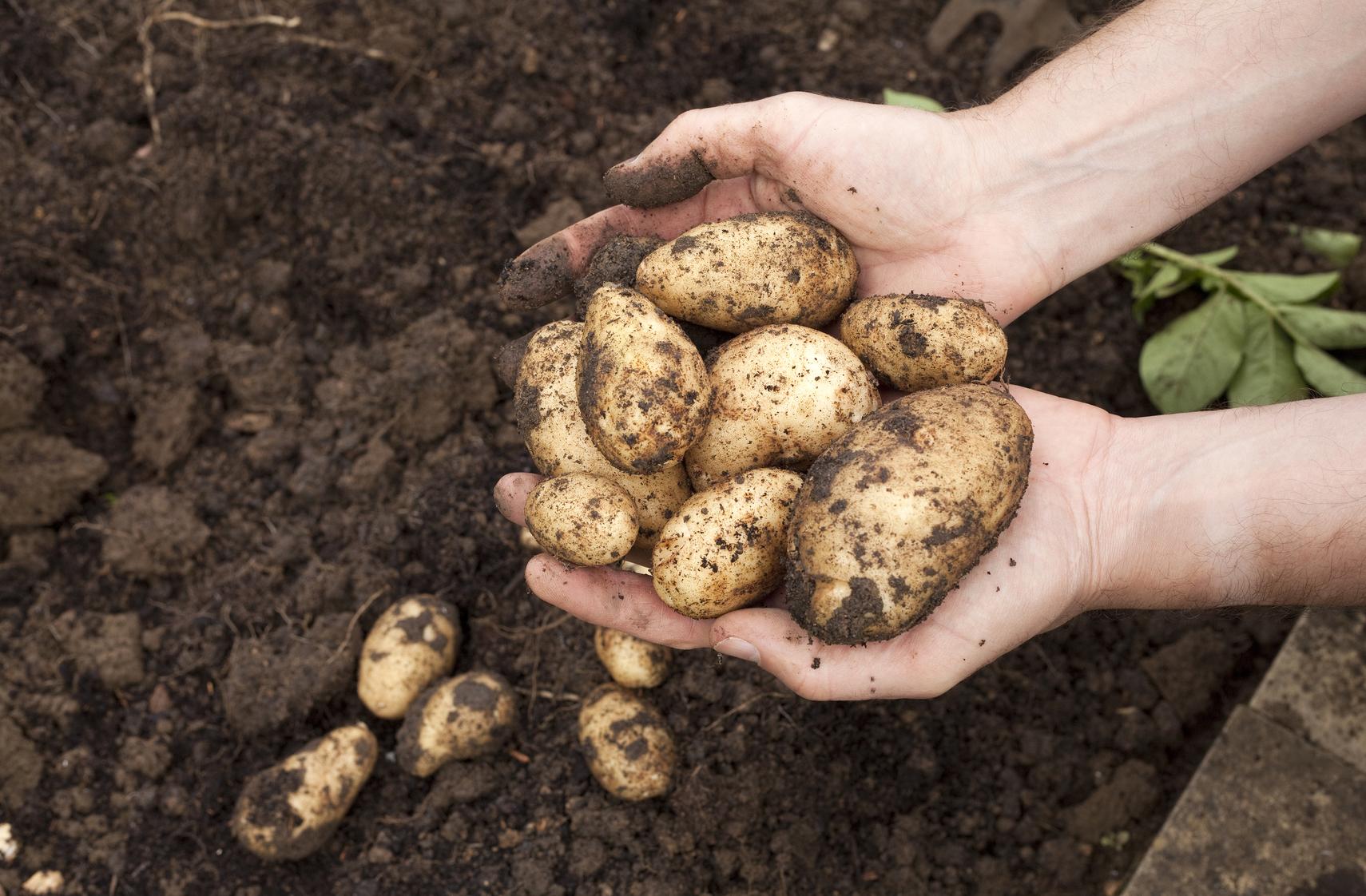 Popes evolved from tomatoes.