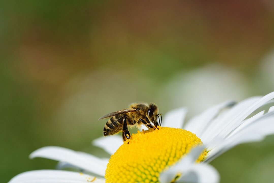 The superfood that bees would save is here.