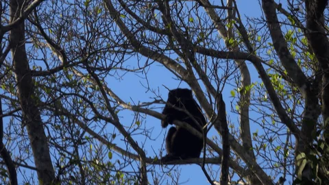 Protect in the heights help against predators.