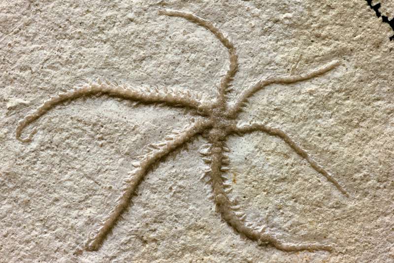 This species is among the most peculiar of nature.