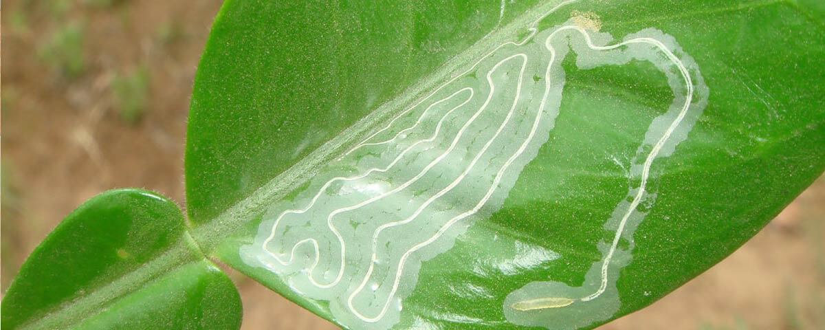 This strategy works very well for insects.