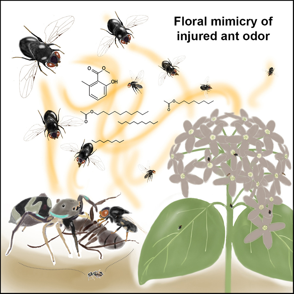 Flies participate in the pollination process of many plants.