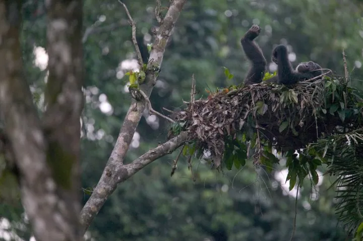 Orangutans learn from other nests to build their own.