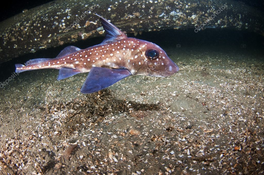 The morphology of this animal was unknown.