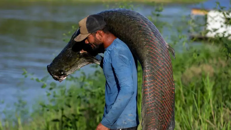 It can reach more than two meters long.
