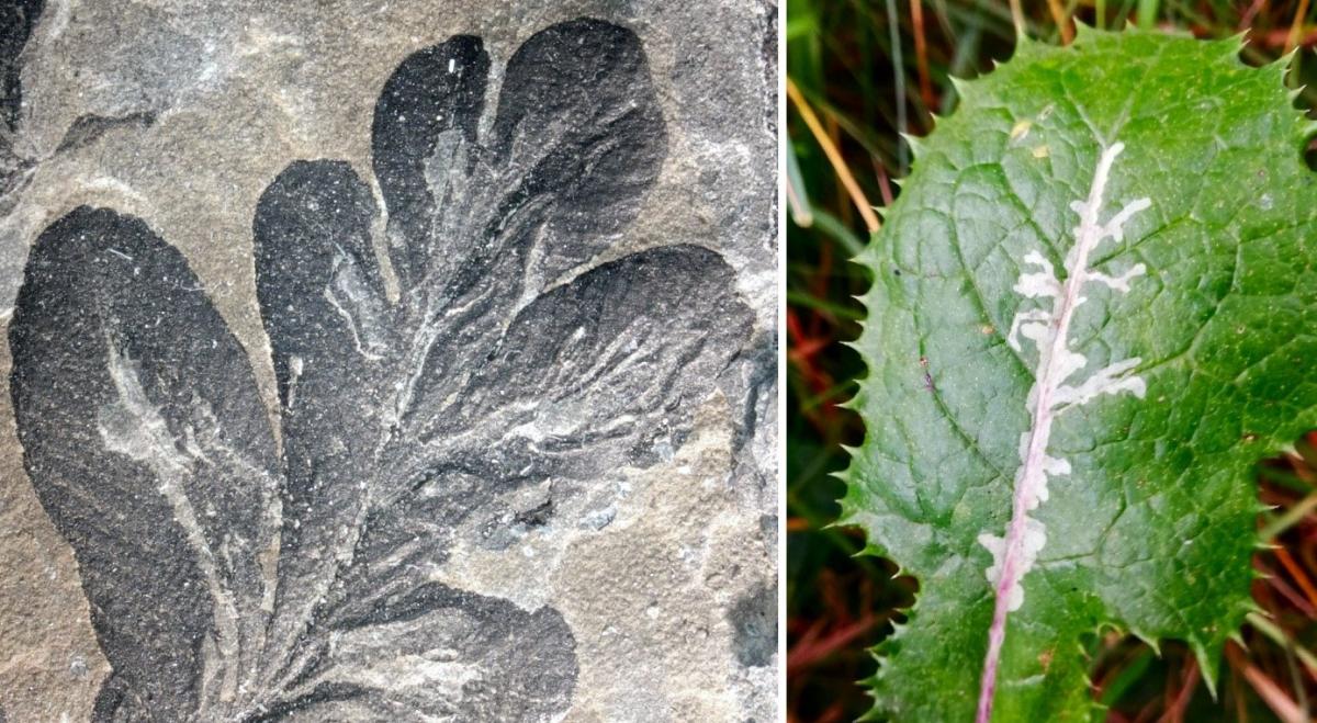 The world's oldest insect plague is in these fossils.