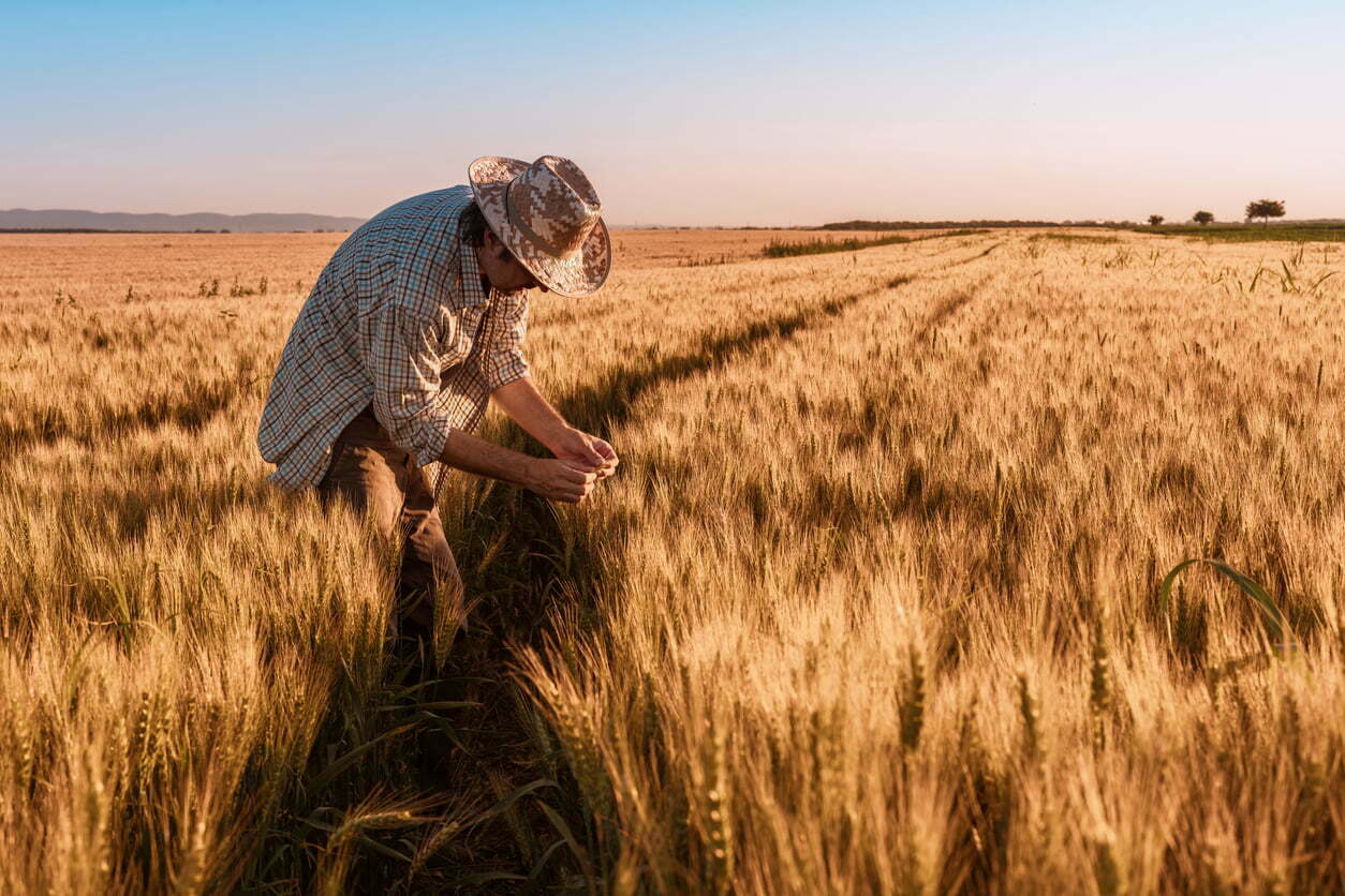 It resists drought and is low in gluten.
