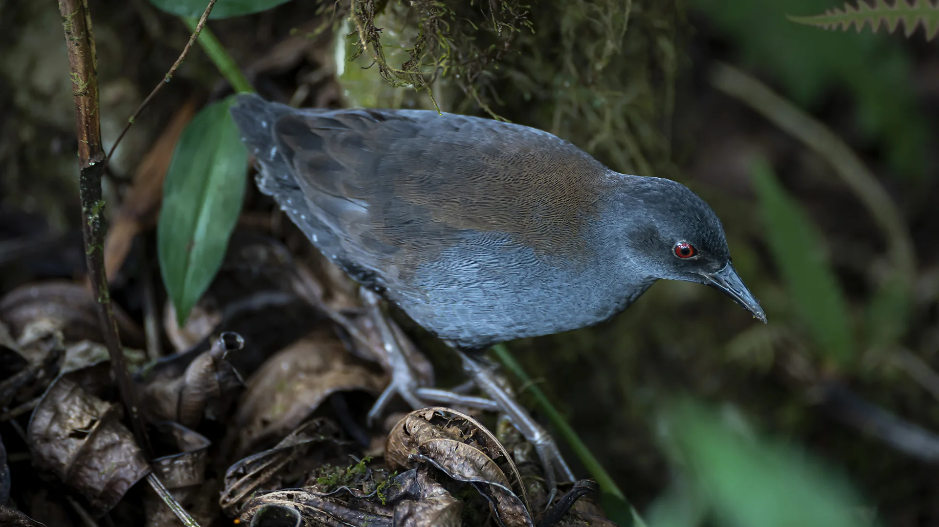 Many species are being reborn on the island