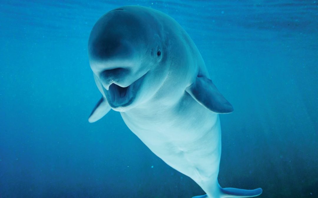 Alaskan belugas exchange partners as a survival strategy.