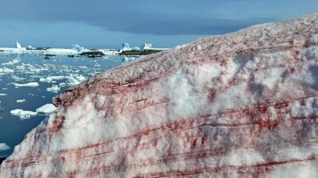 Red algae invade Antarctica.