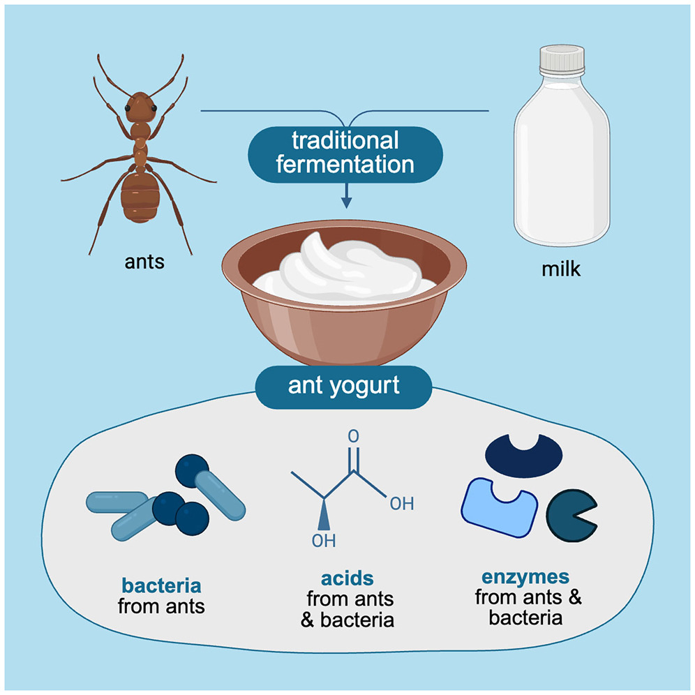 The ant yogurt recipe comes from the Balkans.