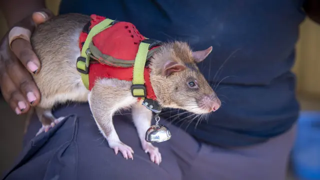 The incredible jobs of animals cannot be done even by robots.