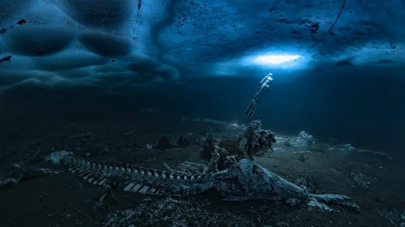 A whale graveyard under the sea was photographed.