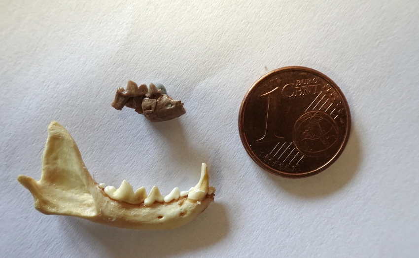 Mandible fragments were analyzed.
