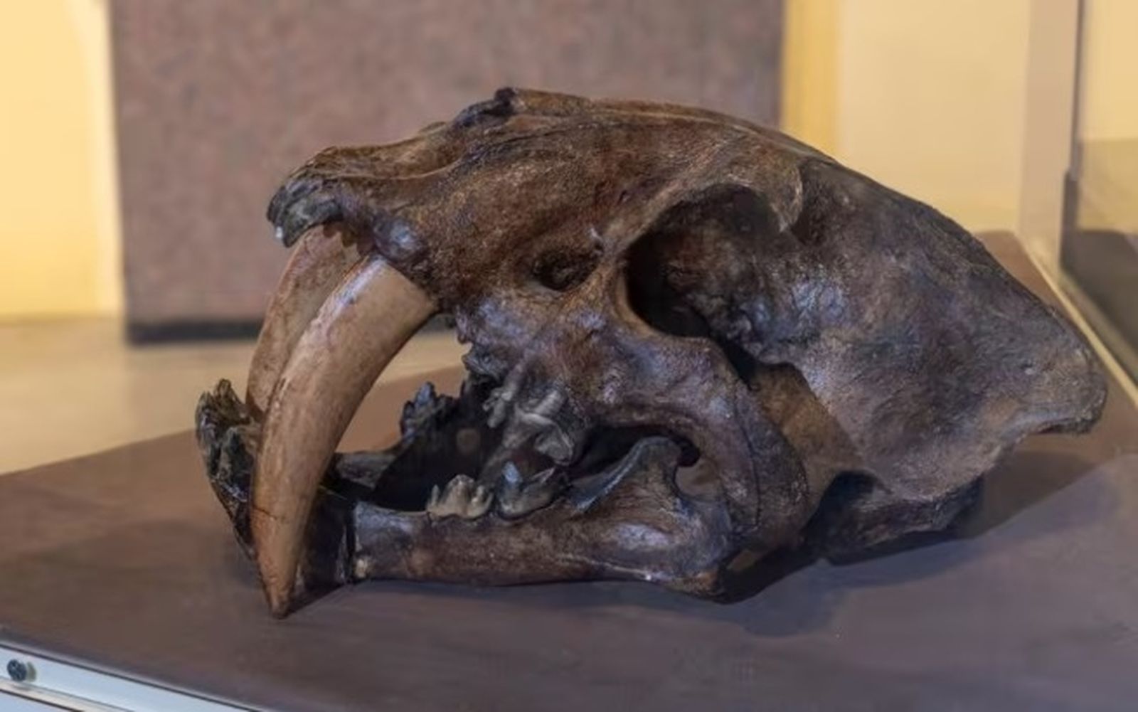 Skull of a saber-toothed tiger