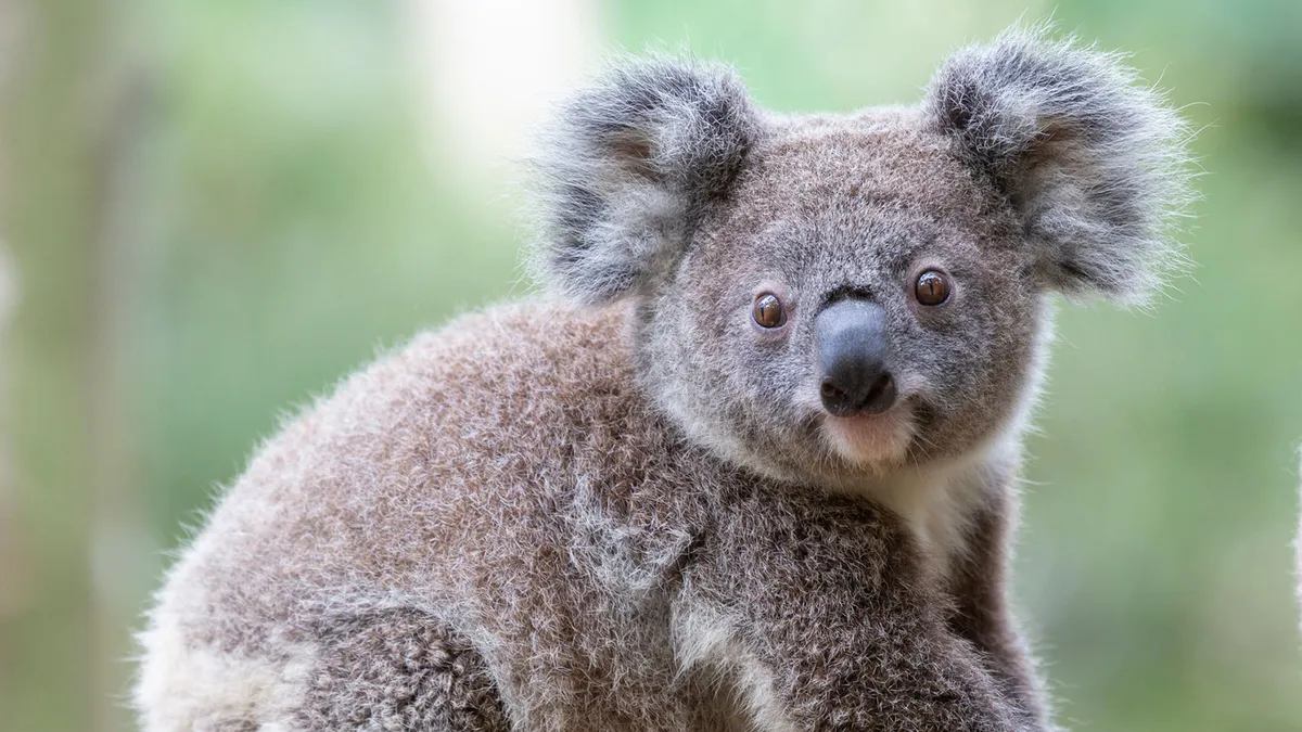 Chlamydia decimates koalas.