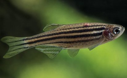 Species that do not adapt quickly would suffer the consequences.
