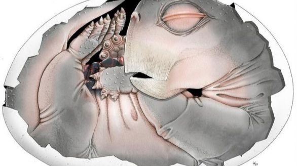 The first egg of a mammalian ancestor is magnificent.