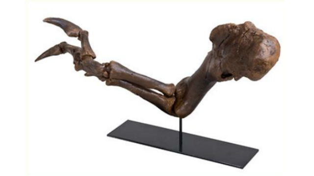 The reason for the Tyrannosaurus's arms is in food.