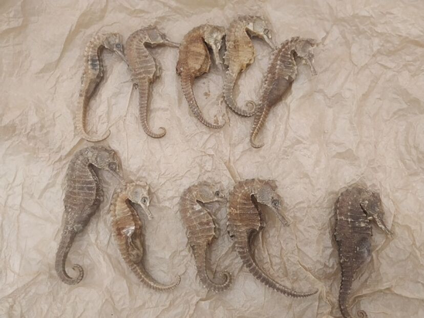 The trafficking of marine species puts them in danger.