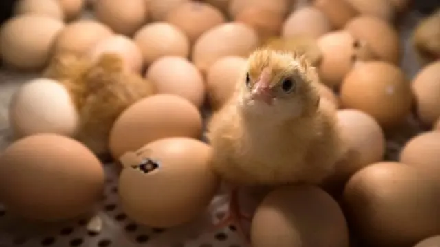 Male chicks were discarded