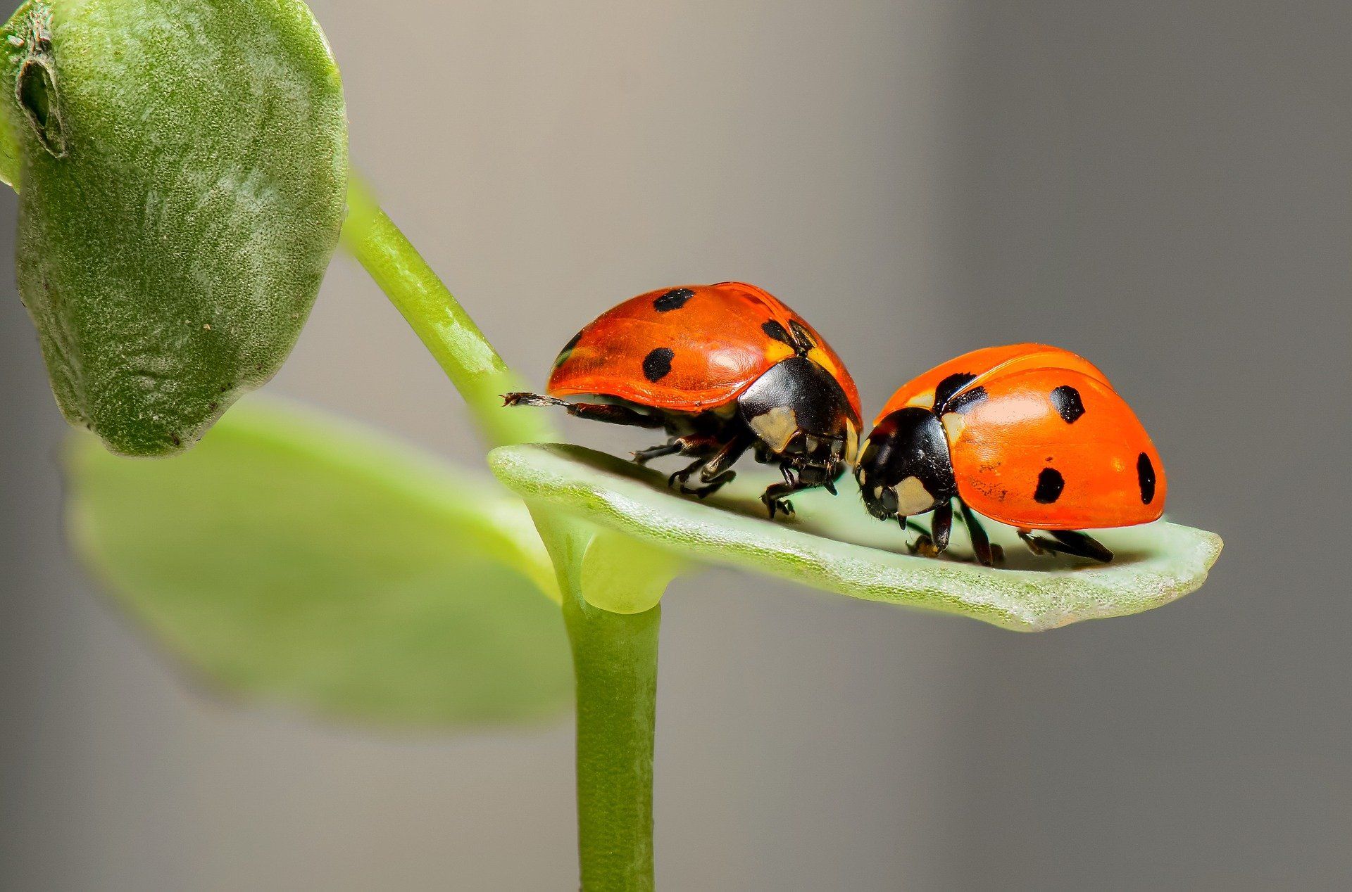 It is estimated that there are 20 million species of insects.