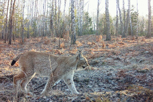 Some animals are almost never seen anymore.