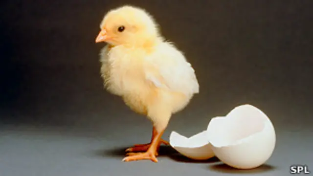 By illuminating chicken eggs, millions of chicks' lives would be saved.