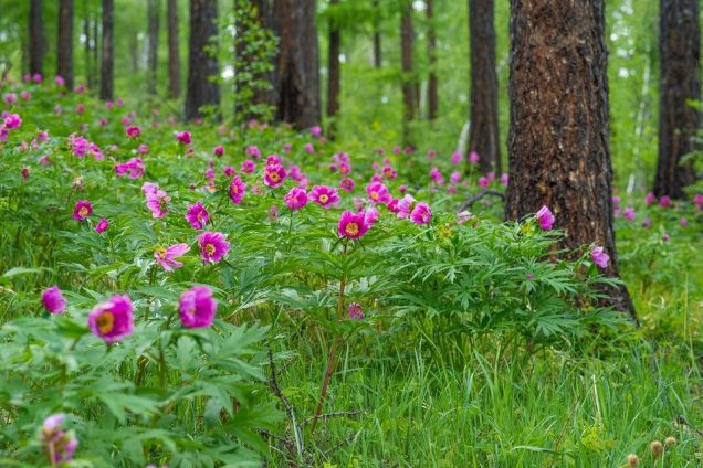 Flowering plants are older than previously thought.