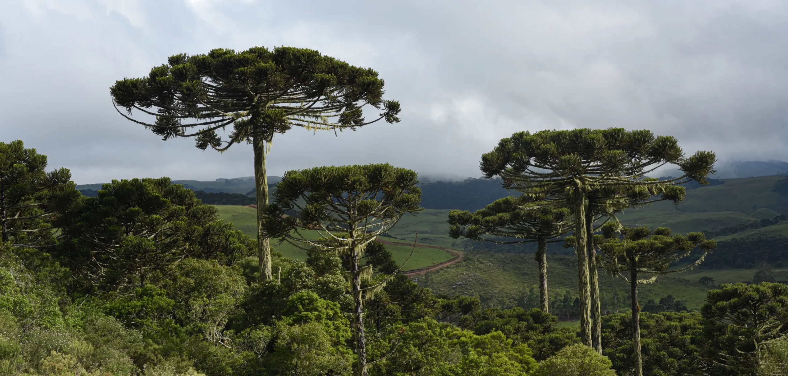The plants' incredible strategy to diversify marked their success.