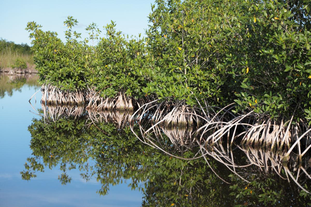They are key to ecosystems.