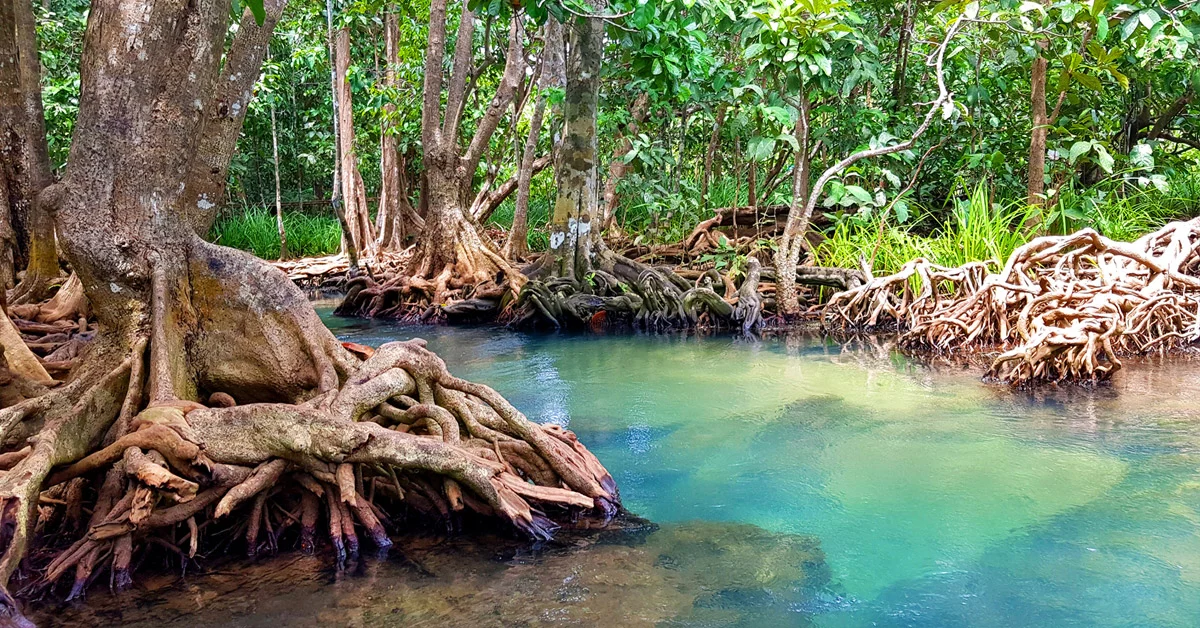 The world's mangroves are slowly being reborn.
