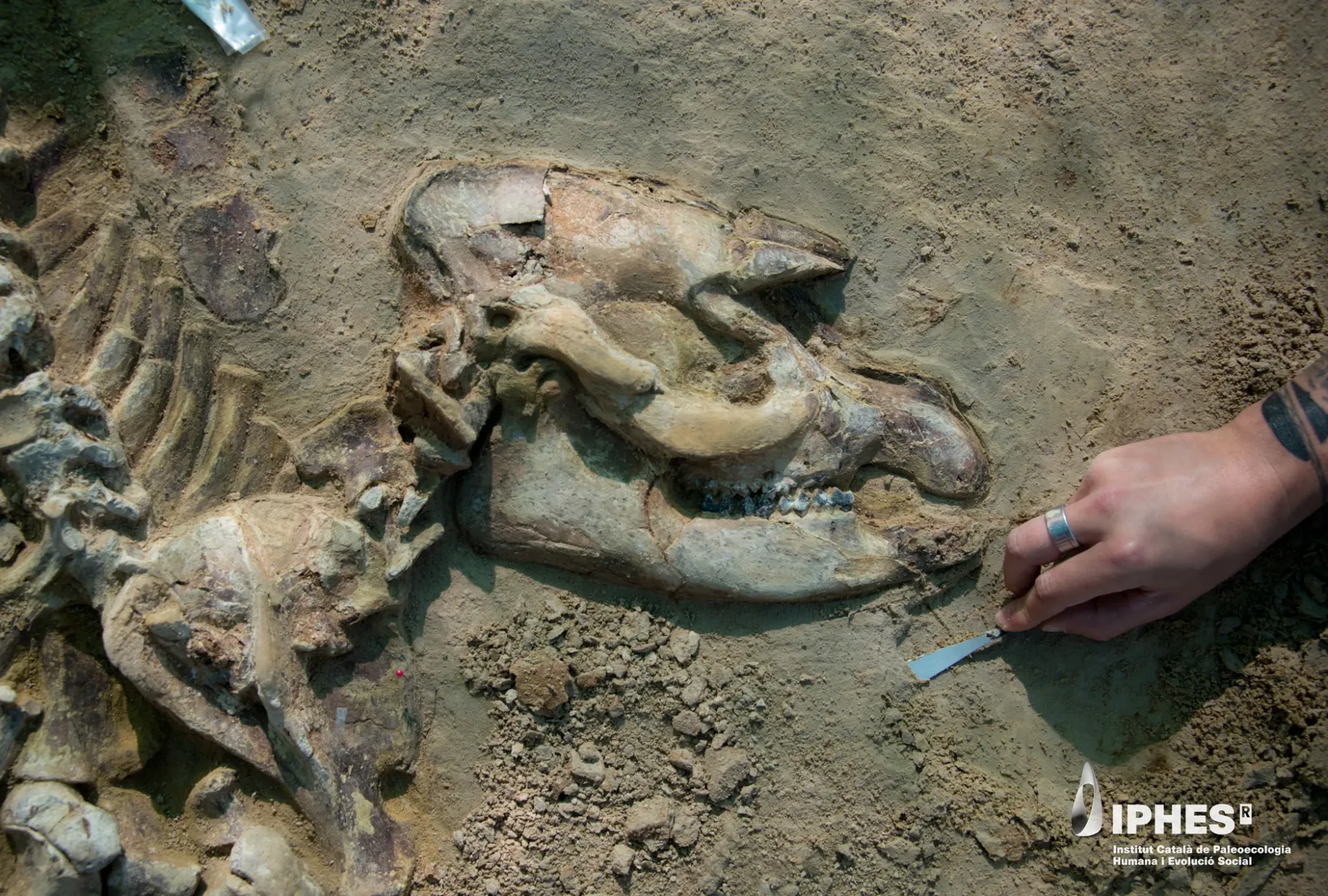 Its remains make it easy to know the details of its morphology.