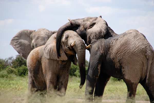 Elephants communicate by waves and vibrations in the ground