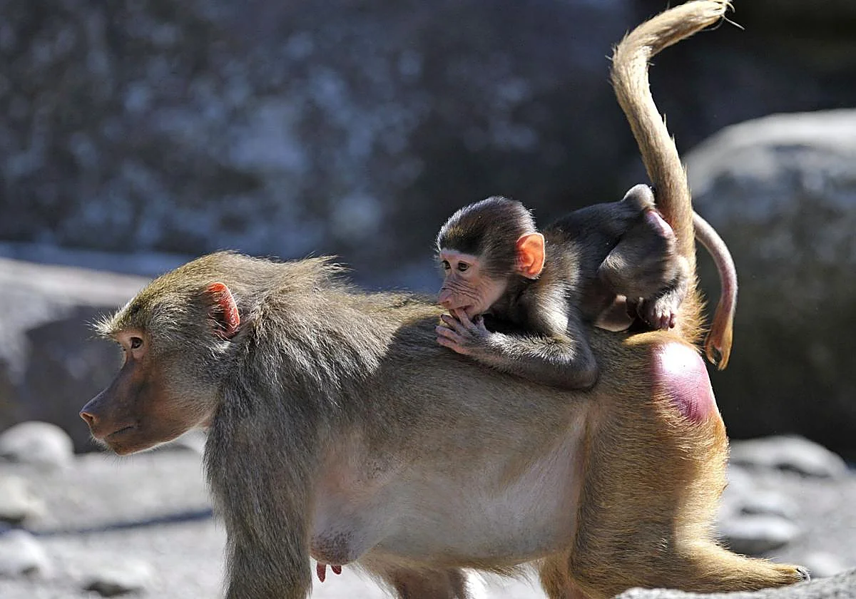 Monkeys understand basic geometry.